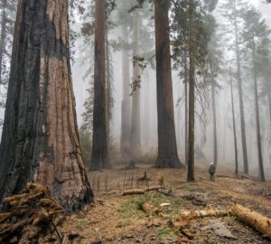 National Park Service scientist hikes into Redwood Mountain Grove to look at post-fire effects on giant sequoias. Photo by Daniel Jeffcoach, National Park Service