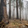 National Park Service scientist hikes into Redwood Mountain Grove to look at post-fire effects on giant sequoias. Photo by Daniel Jeffcoach, National Park Service