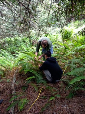 Fern Watch volunteers help establish a plot at Redwood Regional.