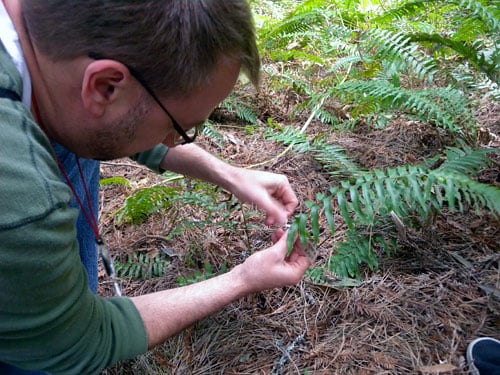 Eric Havel from Chabot Space and Science Center tags a sword fern during a collaborative Fern Watch citizen science day at Redwood Regional Park.