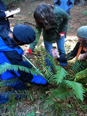 Fern Watch volunteers measure the length of a sword fern frond and record the measurement.