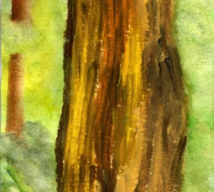 Redwood Tree Trunk, by Betsy Alver