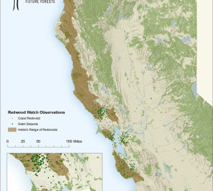 Coast Redwood Height Comparison