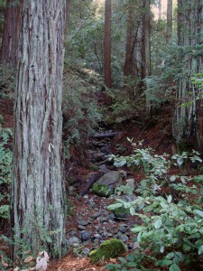 This redwood grove on a League-owned Napa County property will get protection from extra-intense wildfires.