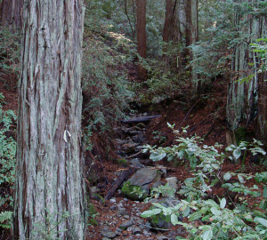 This redwood grove on a League-owned Napa County property will get protection from extra-intense wildfires.