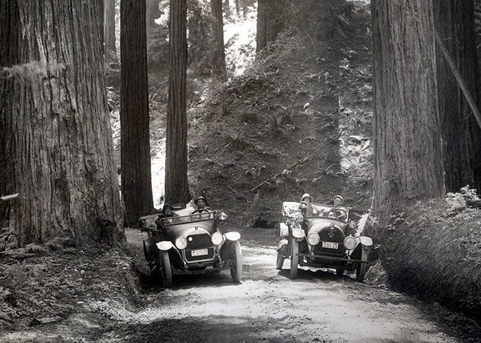 Coast redwoods dwarf cars along The Redwood Highway. The redwoods' stunning beauty along this road spurred the establishment of Save the Redwoods League in 1918. Photo by HC Tibbitts.