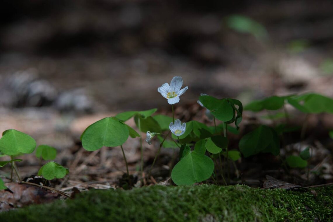 A closeup of a white flower and heart-shaped leaves