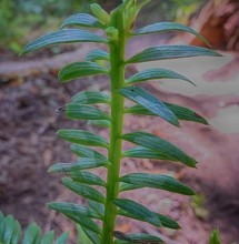 Redwood sprout