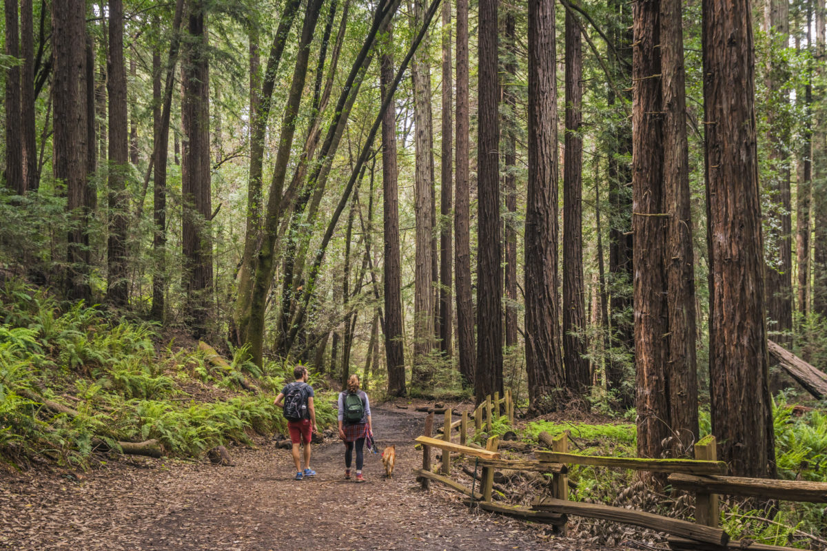 Free Second Saturday: Special Birthday Edition 2018. Redwood Regional Park. Photo by Gary Crabbe. Courtesy of East Bay Regional Park District.