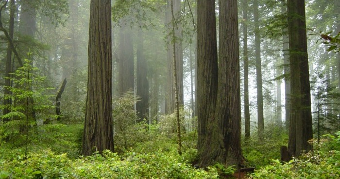 Redwood National Park. Photo by Michael Schweppe