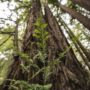 Redwoods in Redwood Regional Park. Photo by Paolo Vescia