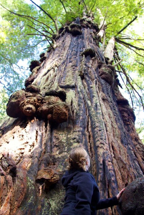 A young woman looks up at the trunk of a redwood tree, which is covered in knobby burls
