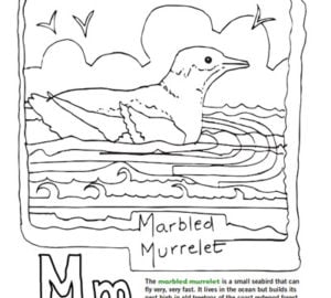 Redwood coloring page educational activity
