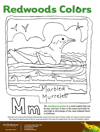 Redwood coloring page educational activity