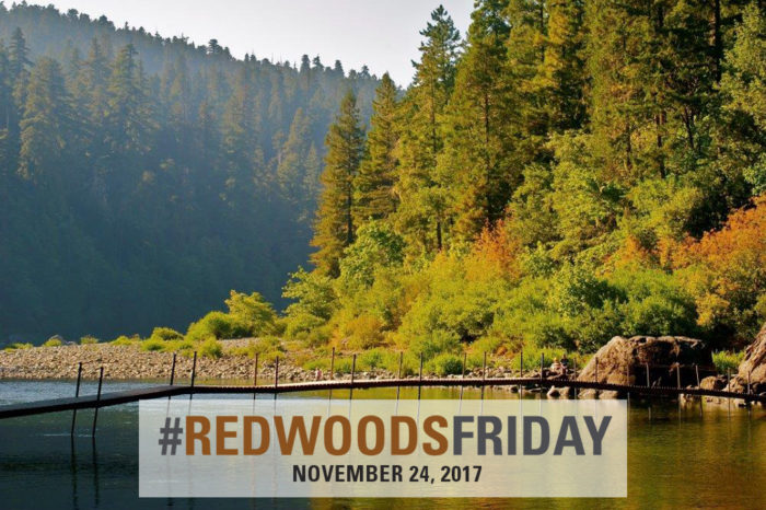 Jedediah Smith Redwoods State Park still has passes available. Get yours today! Photo by Jon Parmentier
