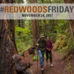 Redwoods Friday 2017, Nov. 24. Photo by Paolo Vescia