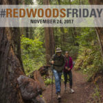 Redwoods Friday 2017, Nov. 24. Photo by Paolo Vescia