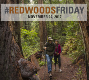 Redwoods Friday 2017, Nov. 24. Photo by Paolo Vescia