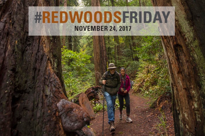 Redwoods Friday 2017, Nov. 24. Photo by Paolo Vescia