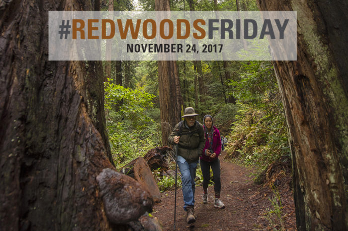 Redwoods Friday 2017, Nov. 24. Photo by Paolo Vescia