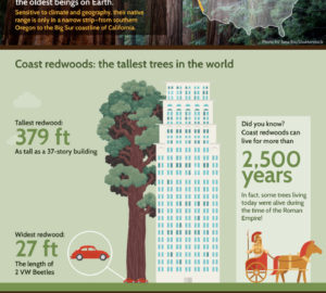 A comparison of a coast redwood’s height next to a 37-story building.