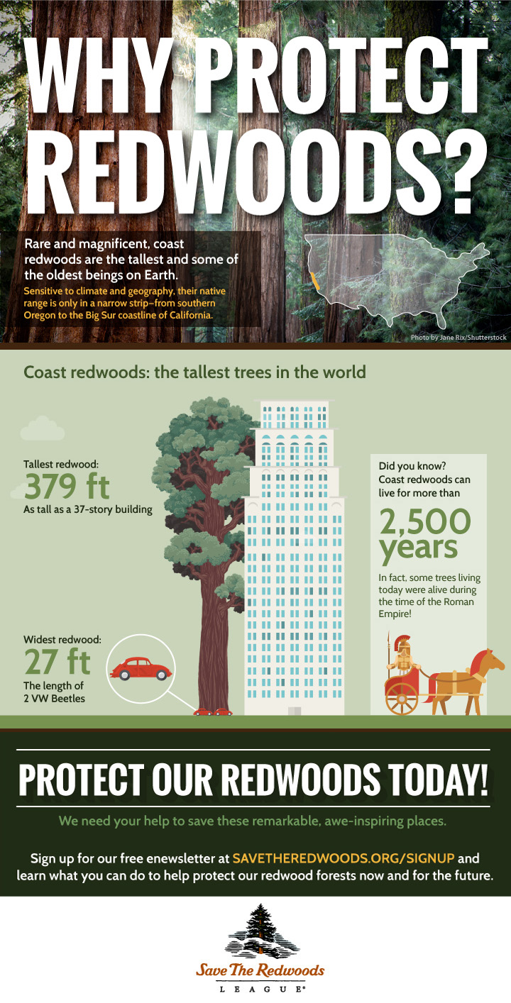 A comparison of a coast redwood’s height next to a 37-story building.