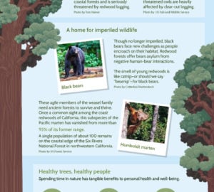Infographic describes the benefits that redwoods provide for people and wildlife.