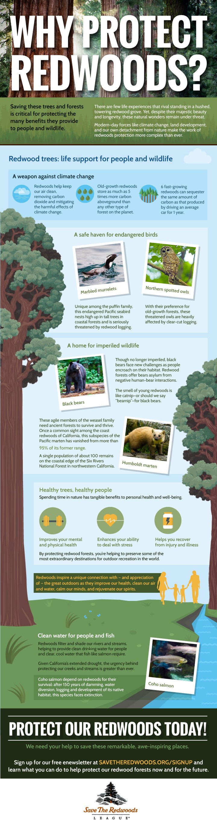 Infographic describes the benefits that redwoods provide for people and wildlife.