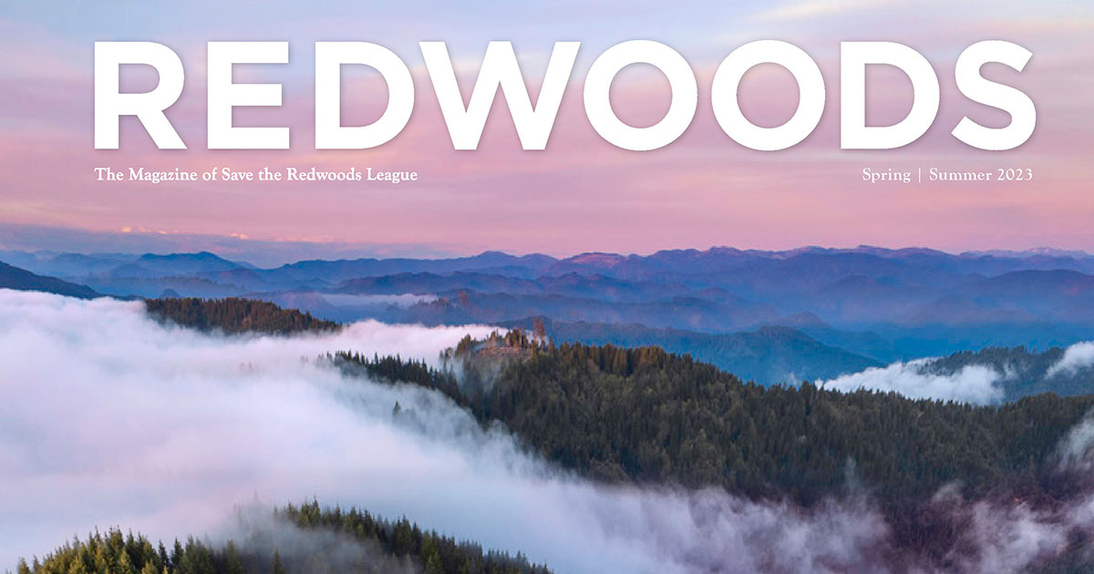 REDWOODS Spring/Summer 2023 Magazine Spring/Summer 2023 Edition