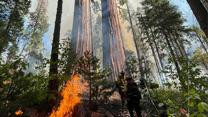Fire in Giant Sequoias
