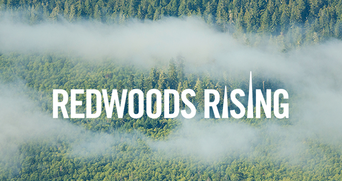 Residual old-growth redwoods rise above a second-growth stand in Redwood National and State Parks. Photo by Mike Shoys