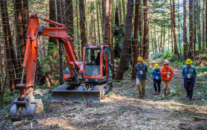 redwoods rising