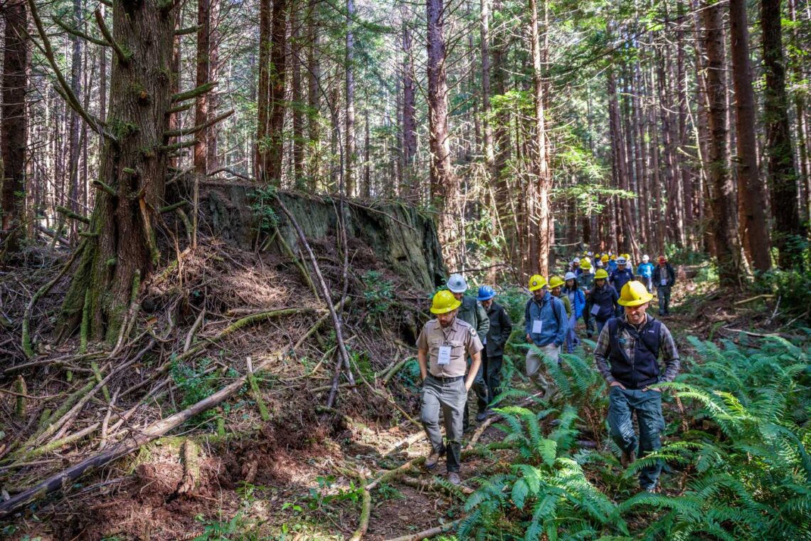 Several people wearing yellow hardhats and staff jackets walking through a redwoods forest past a redwood stump.