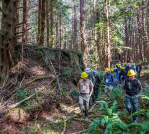 A long line of people wearing yellow, white, and blue construction hats walk through ferns past a large redwood tree stump. Photo by Max Forster