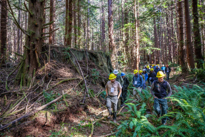A long line of people wearing yellow, white, and blue construction hats walk through ferns past a large redwood tree stump. Photo by Max Forster
