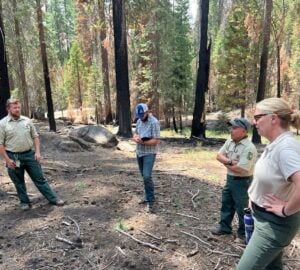 3 uniformed rangers of the US Forest Service and one man in checkered shirt and jeans notetaking in a Giant Sequoia forest