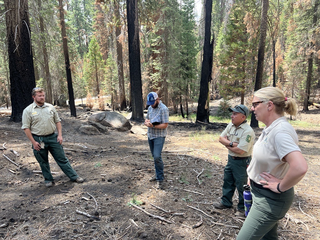 3 uniformed rangers of the US Forest Service and one man in checkered shirt and jeans notetaking in a Giant Sequoia forest