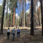 people walking through giant sequoia forest