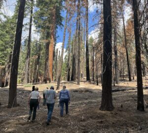 people walking through giant sequoia forest