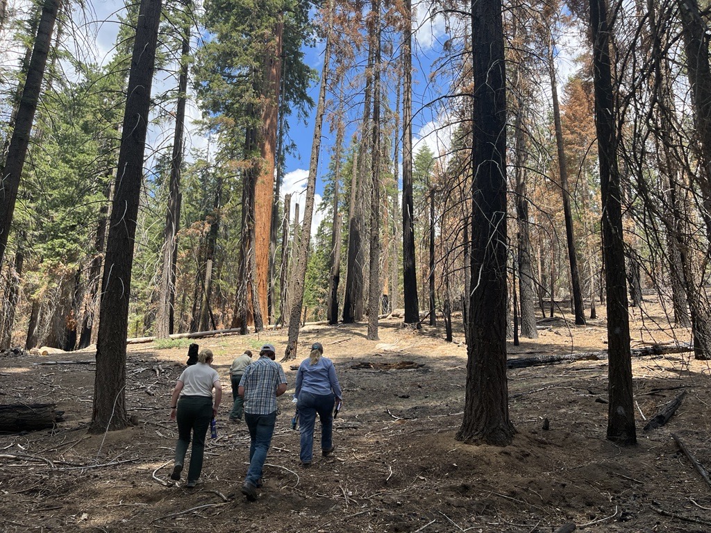 people walking through giant sequoia forest