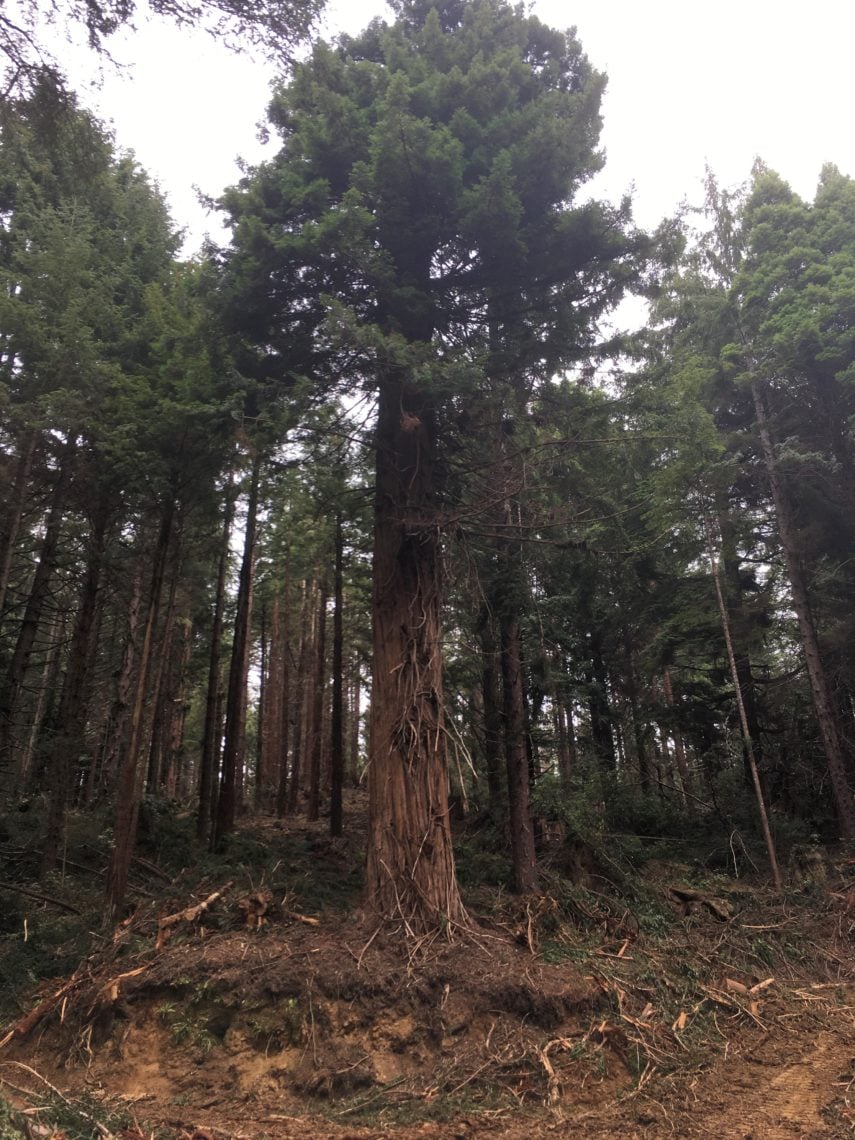 An old-growth coast redwood tree surrounded by young redwoods.