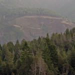 With your support, we are restoring the former logging site, Mill Creek. This forest has a lot of problems such as crumbling roads, which could cause catastrophic landslides that harm threatened salmon. Photo by Evan Johnson