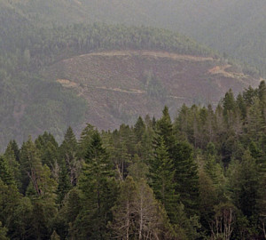 With your support, we are restoring the former logging site, Mill Creek. This forest has a lot of problems such as crumbling roads, which could cause catastrophic landslides that harm threatened salmon. Photo by Evan Johnson