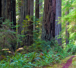 The Coastal Trail, Last Chance section, Del Norte Coast Redwoods State Park. The League has been working closely with CSP to restore the surrounding land and streams for imperiled salmon in this park's Mill Creek forest. Photo by David Baselt