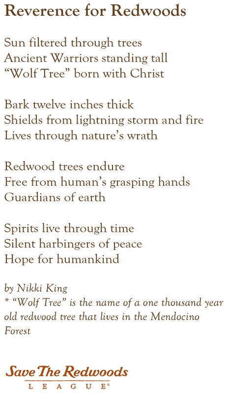 Reverence for Redwoods by Nikki King