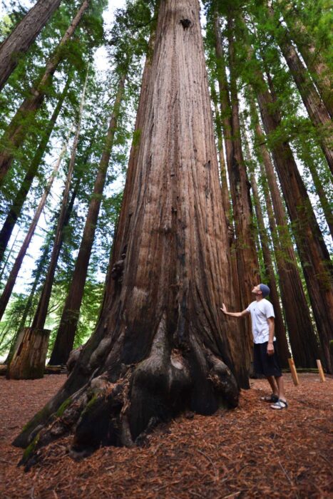 A young man places a hand on a giant redwood tree as he looks up at its crown.