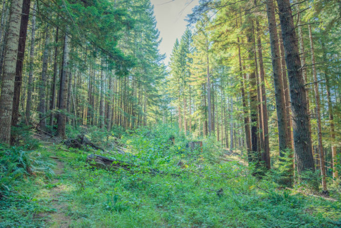 Forest vegetation reclaims the former area of the roadbed, as shown here in Redwood National Park