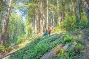 Workers survey a previous road removal site where natural vegetation has grown back quickly, helping the forest’s recovery from its previous fragmentation.