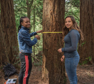 Students in the League’s Redwoods and Climate Change High School Program measure a redwood.