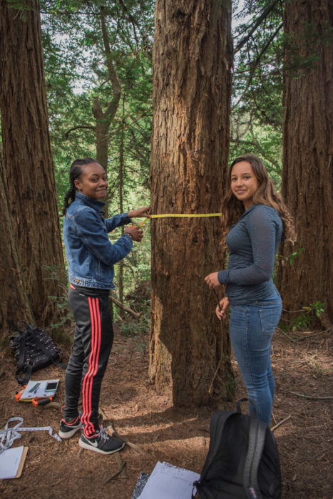 Students in the League’s Redwoods and Climate Change High School Program measure a redwood.